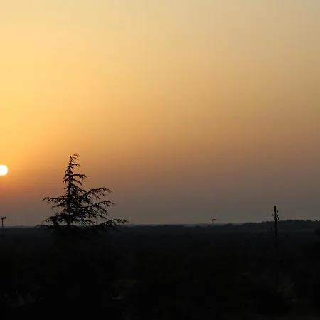 Sunflowersalento 赛拉诺